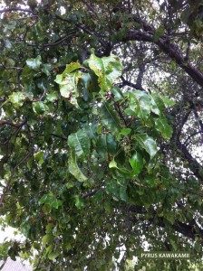 Pyrus kawakamii - foliage